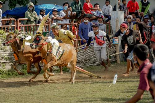 Karapan Sapi